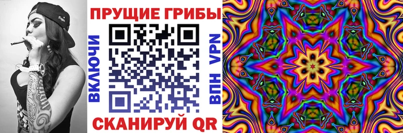 kraken вход Туран Галлюциногенные грибы Magic Shrooms